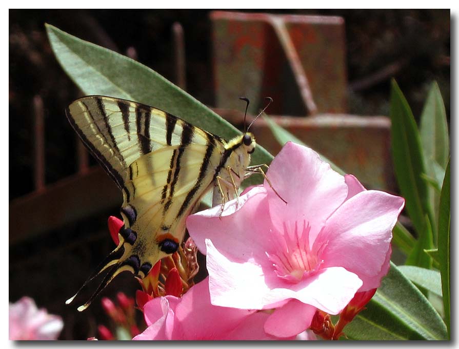 Iphiclides podalirius